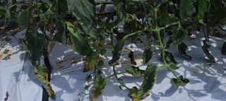 최태숙님의 토마토 · 병해충상담 작성글 사진