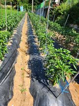 팜모닝 고추·영농일지 게시글 이미지