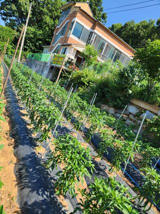 임대운님의 고추 · 영농일지 작성글 사진