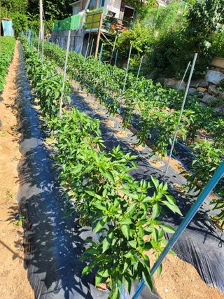 임대운님의 고추 · 영농일지 작성글 사진