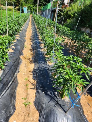 임대운님의 고추 · 영농일지 작성글 사진