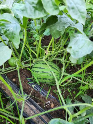 임대운님의 고추 · 영농일지 작성글 사진