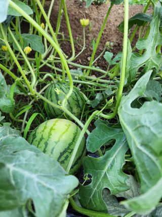 임대운님의 고추 · 영농일지 작성글 사진