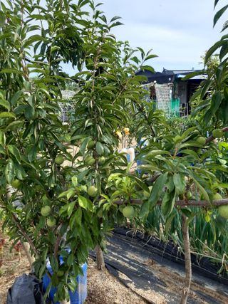 강판술님의 복숭아 · 영농일지 작성글 사진