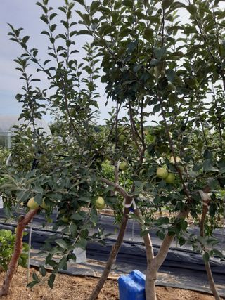 강판술님의 복숭아 · 영농일지 작성글 사진