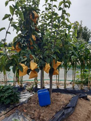 강판술님의 복숭아 · 영농일지 작성글 사진