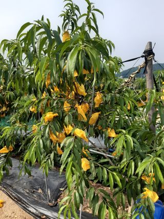 강판술님의 복숭아 · 영농일지 작성글 사진