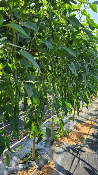 홍성부님의 자유주제 · 자유게시판 작성글 사진