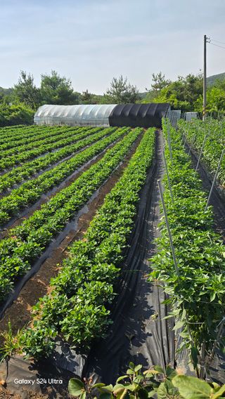 홍성부님의 자유주제 · 자유게시판 작성글 사진