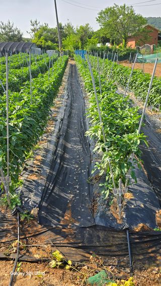 홍성부님의 자유주제 · 자유게시판 작성글 사진