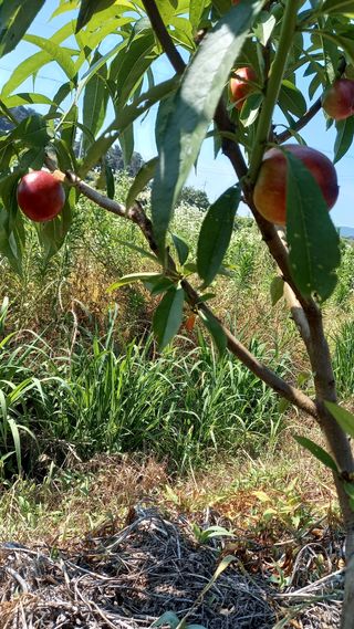 강현숙님의 자유주제 · 자유게시판 작성글 사진