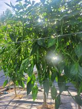 팜모닝 고추·영농일지 게시글 이미지