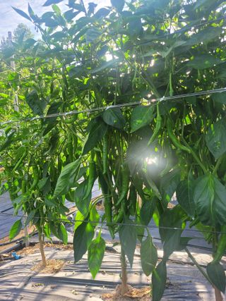 장명숙님의 고추 · 영농일지 작성글 사진