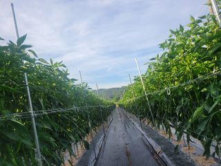 장명숙님의 고추 · 영농일지 작성글 사진