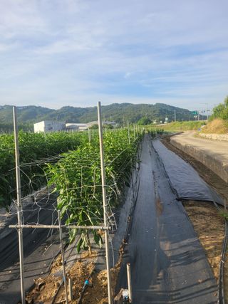 장명숙님의 고추 · 영농일지 작성글 사진