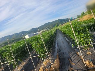 장명숙님의 고추 · 영농일지 작성글 사진