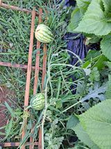 팜모닝 자유주제·사진전 게시글 이미지