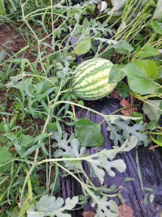 전희분님의 자유주제 · 사진전 작성글 사진