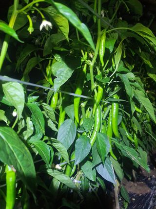 김연후님의 고추 · 영농일지 작성글 사진