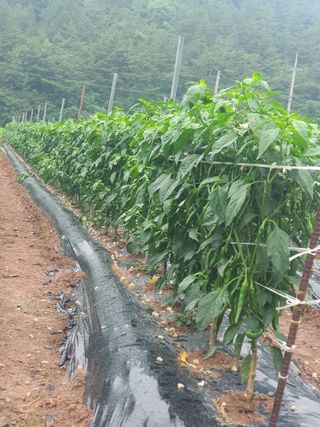 김연후님의 고추 · 영농일지 작성글 사진