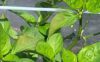 초보농 유경님의 농사, 무엇이든 물어보세요! · 참여글 작성글 사진