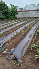 팜모닝 기타작물·영농일지 게시글 이미지