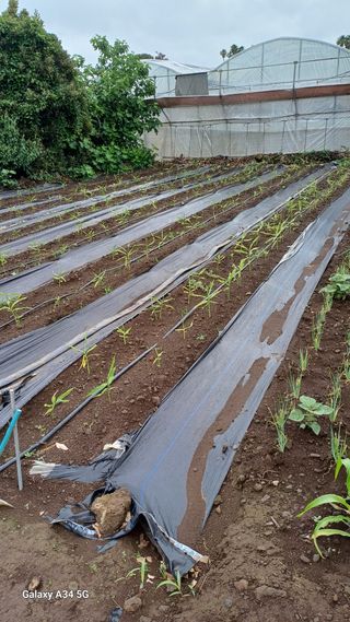 이대옥님의 기타작물 · 영농일지 작성글 사진