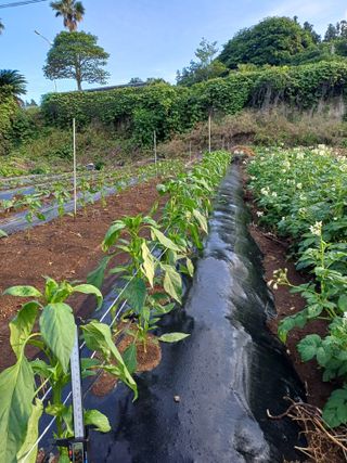 이대옥님의 기타작물 · 영농일지 작성글 사진