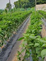 팜모닝 고추·영농일지 게시글 이미지