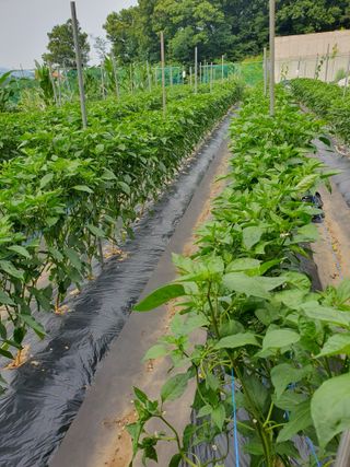 이오식님의 고추 · 영농일지 작성글 사진