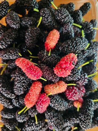 내츄럴팜 채명심님의 기타작물 · 영농일지 작성글 사진