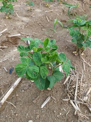 P87님의 콩 · 영농일지 작성글 사진