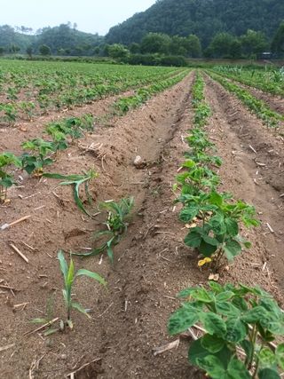 P87님의 콩 · 영농일지 작성글 사진