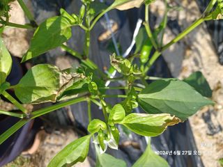 텃밭님의 농사, 무엇이든 물어보세요! · 참여글 작성글 사진