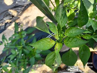 텃밭님의 농사, 무엇이든 물어보세요! · 참여글 작성글 사진