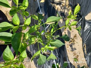 텃밭님의 농사, 무엇이든 물어보세요! · 참여글 작성글 사진