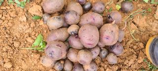 손정화 님의 감자 · 영농일지 작성글 사진