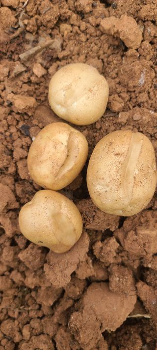 손정화 님의 감자 · 영농일지 작성글 사진