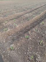 팜모닝 들깨·영농일지 게시글 이미지