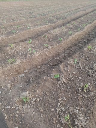 성주 노을님의 들깨 · 영농일지 작성글 사진