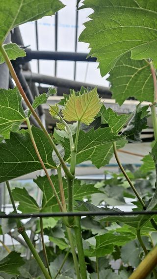 모포리흰개 님의 포도 · 영농일지 작성글 사진