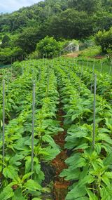 팜모닝 참깨·영농일지 게시글 이미지