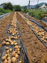 팜모닝 감자·영농일지 게시글 이미지