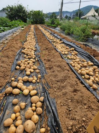 김태영님의 감자 · 영농일지 작성글 사진