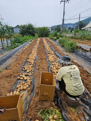 김태영님의 감자 · 영농일지 작성글 사진