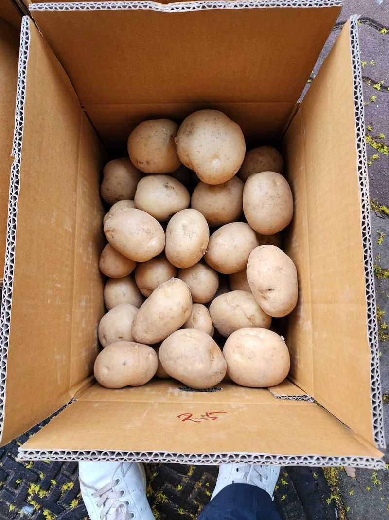 장터 상품 [통일감자 10kg] 썸네일