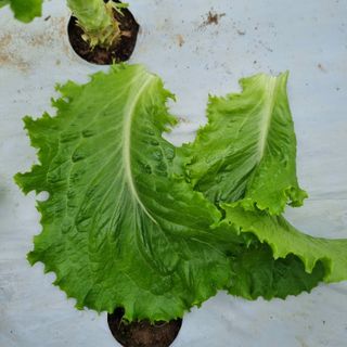 프롬밭님의 상추 · 병해충상담 작성글 사진