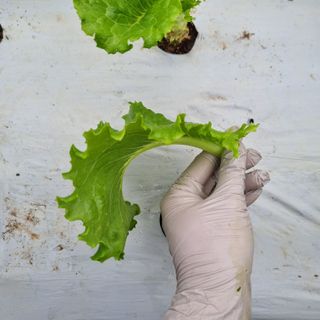 프롬밭님의 상추 · 병해충상담 작성글 사진