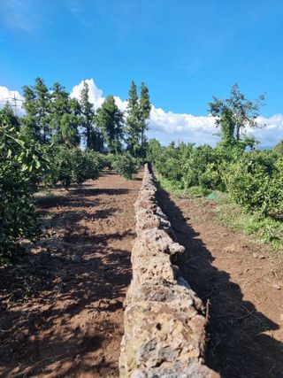 이명희님의 귤 · 영농일지 작성글 사진
