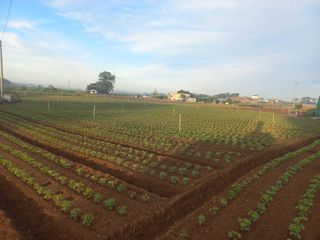 김은팔님의 콩 · 영농일지 작성글 사진